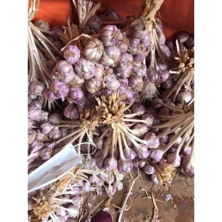 Tỏi ta khô kinh môn HẢI DƯƠNG