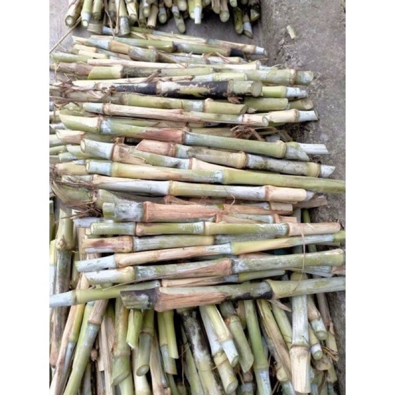 100 hom cỏ voi xanh