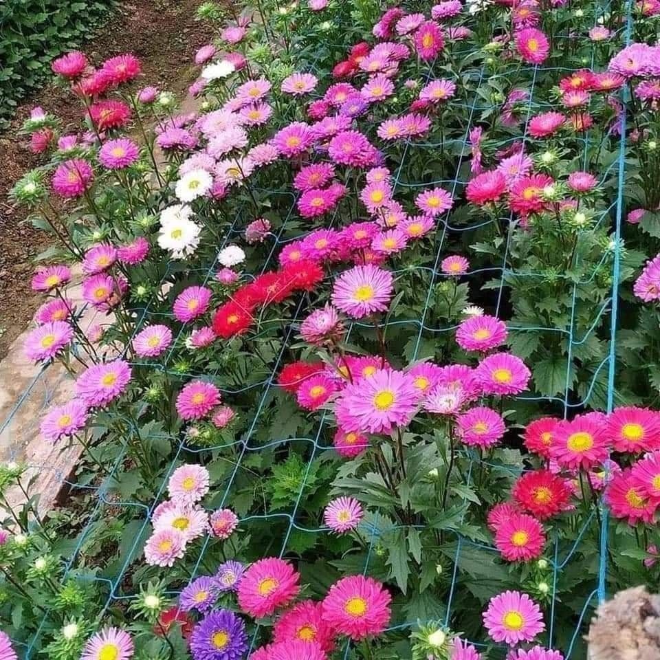 gói 100 hạt cúc mazic cúc thúy - cúc đà lạt - mix màu