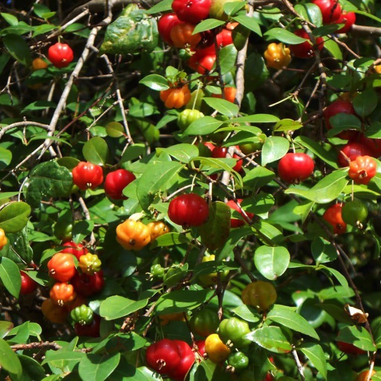 Cây giống cherry khía