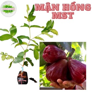 Cây giống mận hồng sóc trăng mst trồng chậu, mận đỏ đài loan trái siêu to siêu sớm, cây ghép cành trồng chậu
