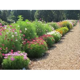 30 hạt giống hoa sao nháy mix (HT2)