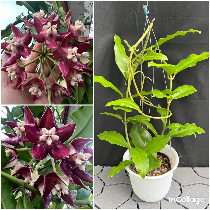 Hoa Cẩm cù - hoya Imperialis thân leo, chùm hoa to, phát triển nhanh, dễ trồng
