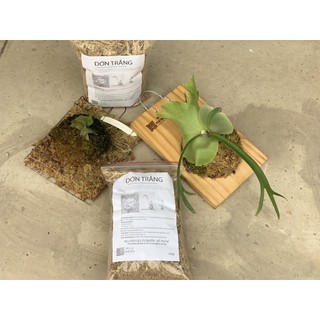 DỚN TRẮNG mới 100% (Sphagnum Moss)