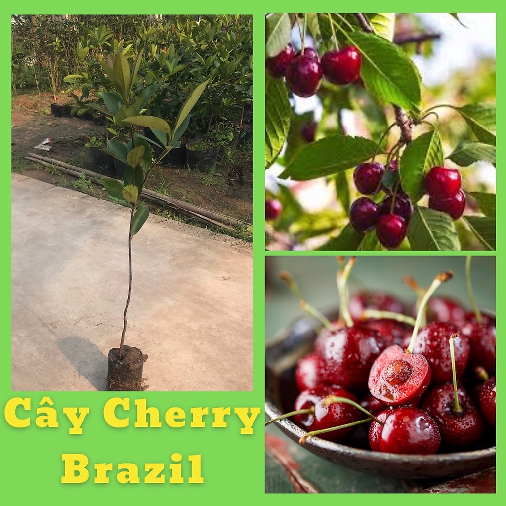 Cây cherry brazil chịu nhiệt