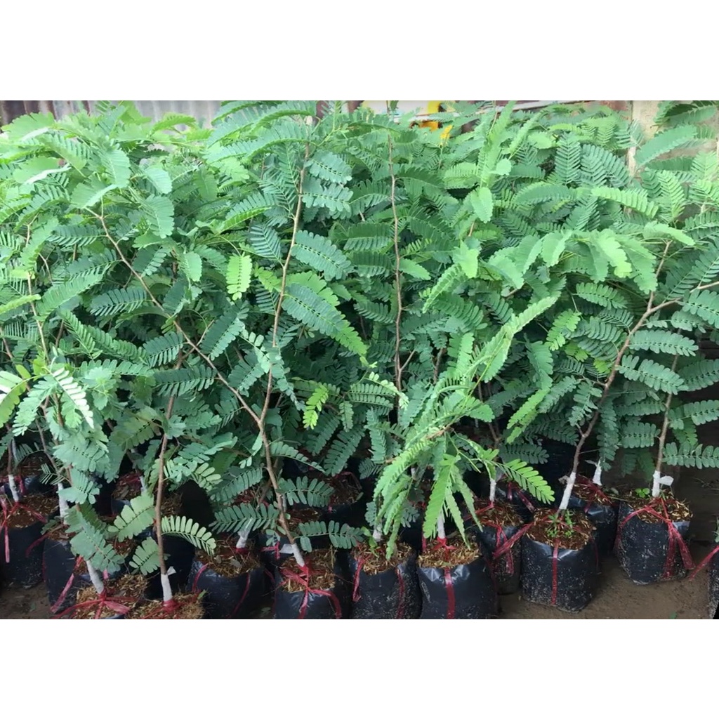 Cây me thái giống siêu sớm