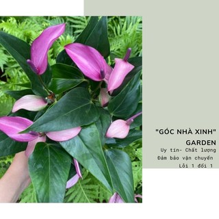 Chậu Hồng môn tím