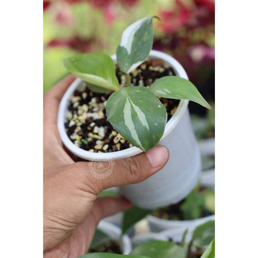 Philodendron White Knight / Kỵ Sĩ Trắng
