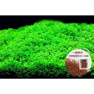 Hạt giống cây thuỷ sinh - cỏ nước- cỏ nước(ngưu mao chiên,..)
