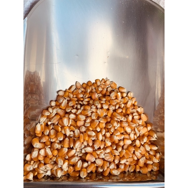 Hạt Bắp- Hạt Ngô. Thức ăn cho Chim/gà/vịt