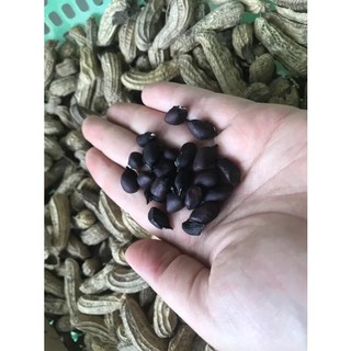 Hạt giống lạc đen