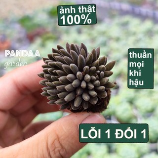 Sen Đá Nhím Đen Size Mini 2.5-4cm, Vườn Sen Đá PANDAA GARDEN Xuất Xứ Đà Lạt, Thích Nghi Mọi Khí Hậu, Lỗi 1 Đổi 1