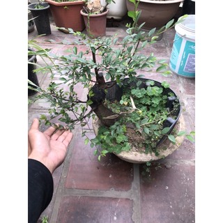 Cây Du gốc bự