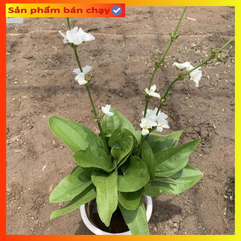 Cây bách thủy tiên cao 45cm, cây thủy sinh nở hoa đẹp, trang trí non bộ, tiểu cảnh hồ cá