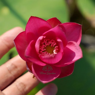 Củ giống sen mini Tú Mạc - Mini Garden