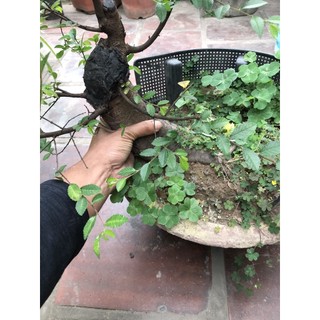 cây Du gốc bự