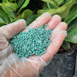 Phân bón dâu tây chuyên dụng