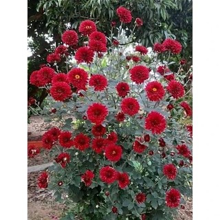 Cây giống cúc cổ Sơn La