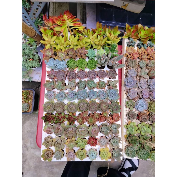 Sen Đá Size Vỉ Màu Rực Rỡ Đủ Loại Giao Ngẫu Nhiên