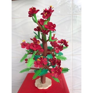 Cây Phượng vĩ, cây Bằng Lăng mầm non cao 45cm
