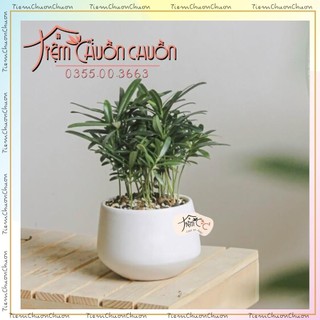 Chậu hoa sen đá dáng kim cương - chậu hoa đẹp - tiệm chuồn chuồn - tiemchuonchuon - gốm sứ bát tràng
