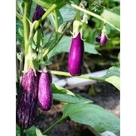 hạt giống cà tím 20 hạt (HT)