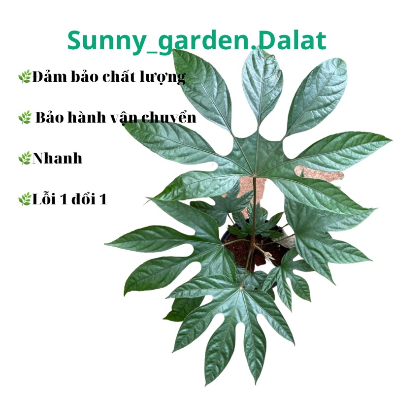 Chậu cứng Palmata