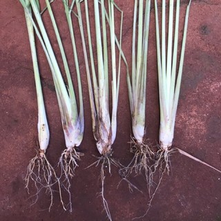 Cây sả giống