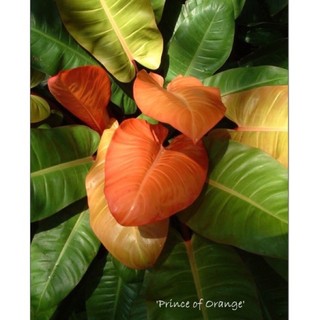 Philodendron prince of orange