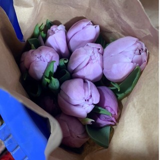 Tulip đơn Candy Prince | Ship hỏa tốc| Hoa tươi Gifarm