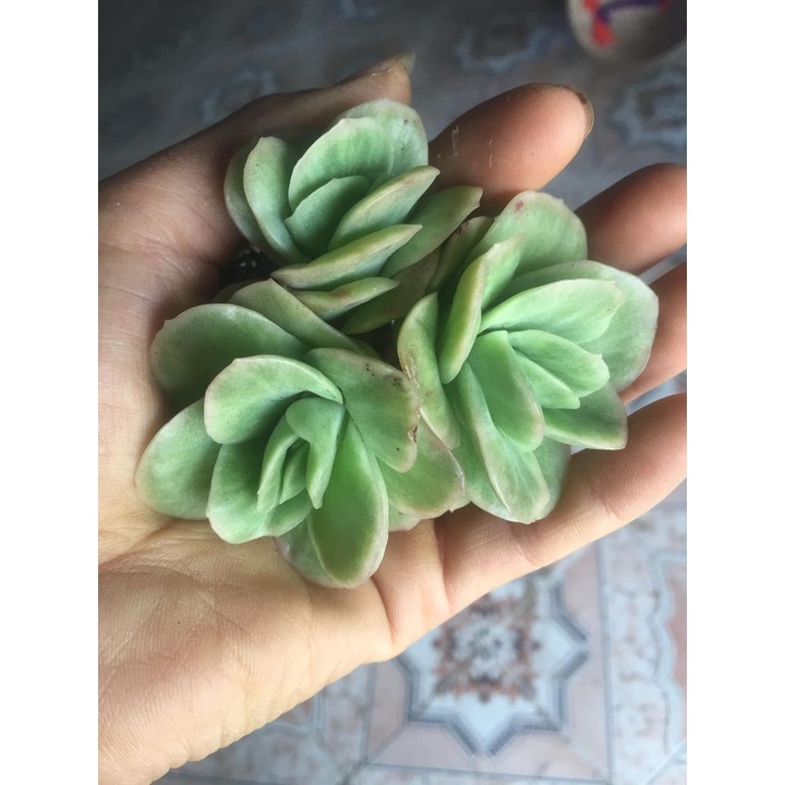 Hồng Hà Lan var chung gốc