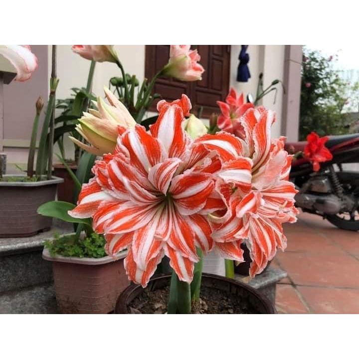 Củ hoa Lan huệ kép Dancing Queen