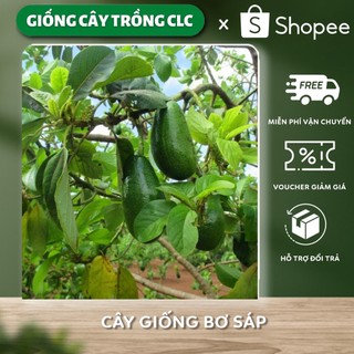 Cây giống bơ sáp, cây giống bơ 034, cây giống khỏe dễ trồng ít sâu bệnh, cây thấp năng suất cao