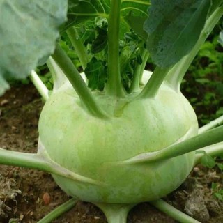 Hạt giống su hào f1 1g
