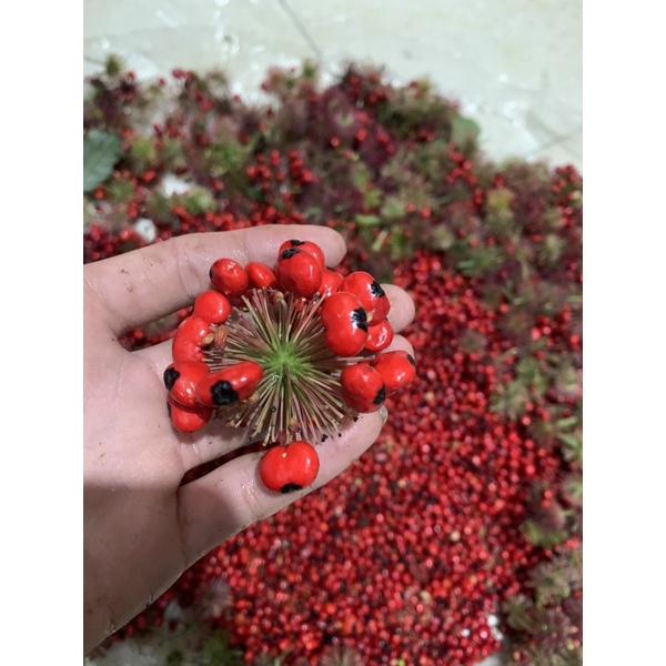 1 HẠT SÂM NGỌC LINH
