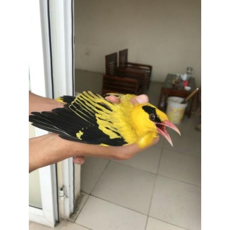 Lưới bẫy chim chào mào Hàng Vip cao 7m dài 30m,60m