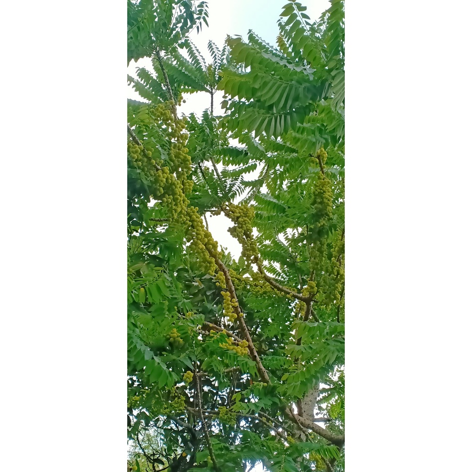 Cây chùm ruột giống