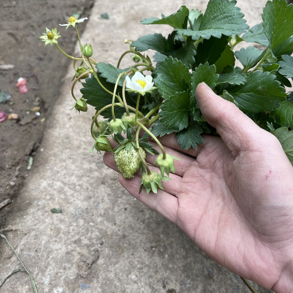 Cây dâu tây bụi xum trồng sẵn bịch đen đã có thể cho ra trái