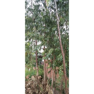 100 gram hạt bạch đàn đỏ