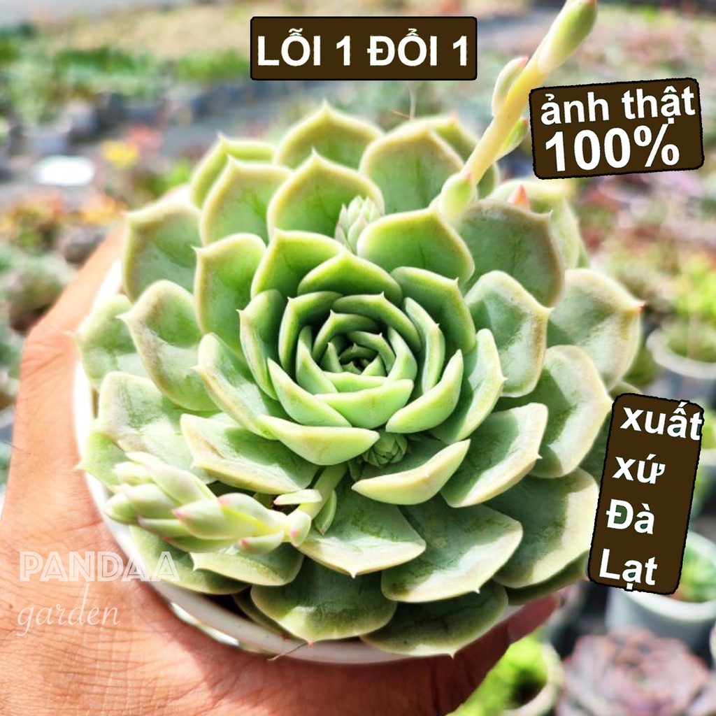 Sen Đá Ngọc Bích Size Trung 10-12cm, Vườn Sen Đá PANDAA GARDEN Xuất Xứ Đà Lạt Khoẻ Đẹp, Thích Nghi Khí Hậu, Lỗi 1 Đổi 1