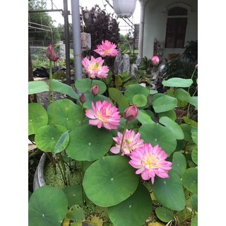 Củ sen mini Pink butterfly
