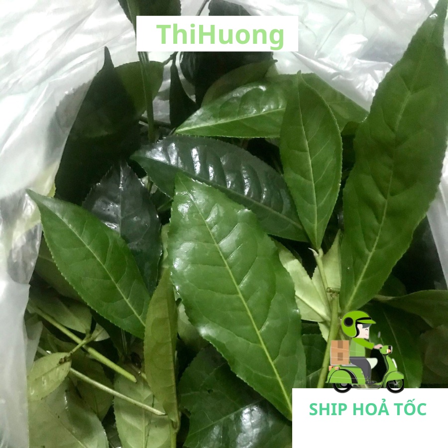 Lá chè xanh tươi - Ship siêu tốc Hà Nội