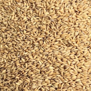 1kg Lúa cho chim kiểng, gà kiểng, gà đá chất lượng cao