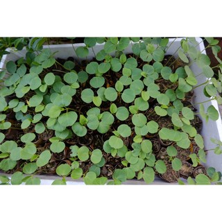 HẠT GIỐNG CÂY ATISO ĐỎ