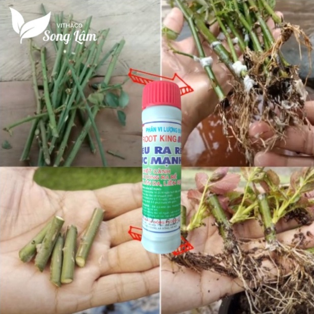 Kích Rễ Cực Mạnh Root King  Chế Phẩm Kích Rễ, Giâm Cành, Phun Lá CHÍNH HÃNG PHAMART
