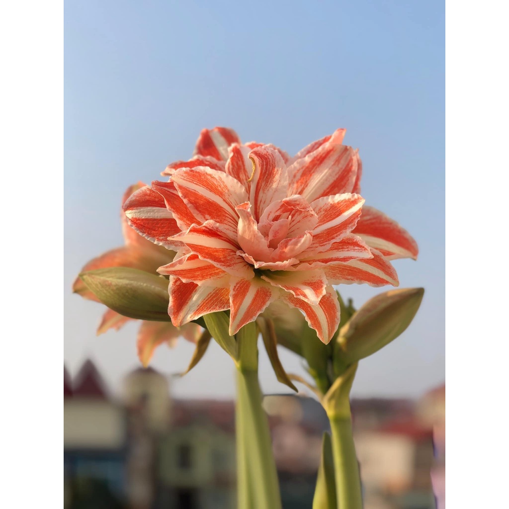 Củ hoa Lan huệ kép Dancing Queen