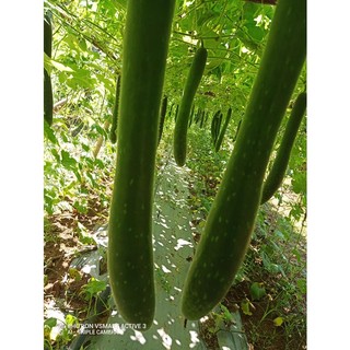 Hạt giống bí đao (bí xanh - bí sặt) cao sản (1gr)