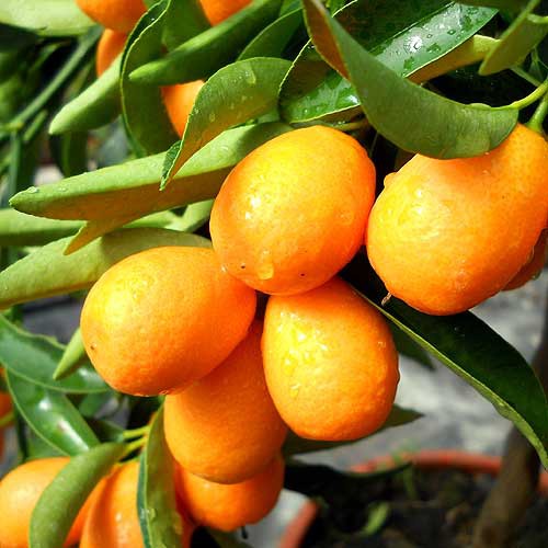Cây giống QUẤT NGỌT   thái lan