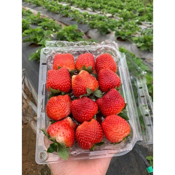 DÂU TÂY HANA MỘC CHÂU TƯƠI ĐỦ SIZE - Hàng tươi bay air mỗi ngày