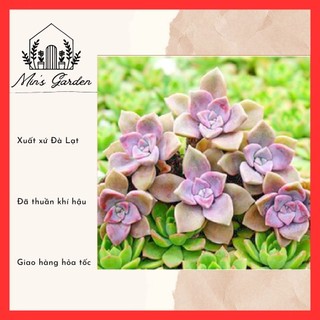 Sen đá hồng mập size mini 🔥free ship🔥 xuất xứ đà lạt, đã thuần khí hậu